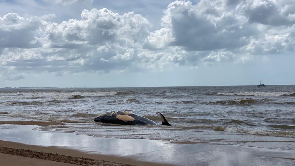 Enterraron ballenato que apareció en las costas de Punta Negra