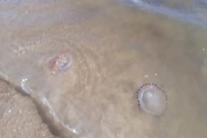 Advierten sobre la masiva presencia de “agua viva” en la Mansa. Vea las recomendaciones