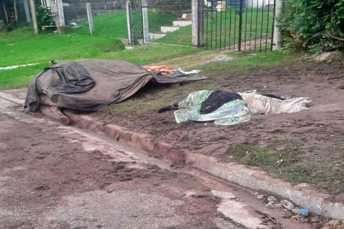 Un hombre terminó en CTI luego de ser atacado por un enjambre de abejas en Maldonado. En el hecho murieron un caballo y un perro