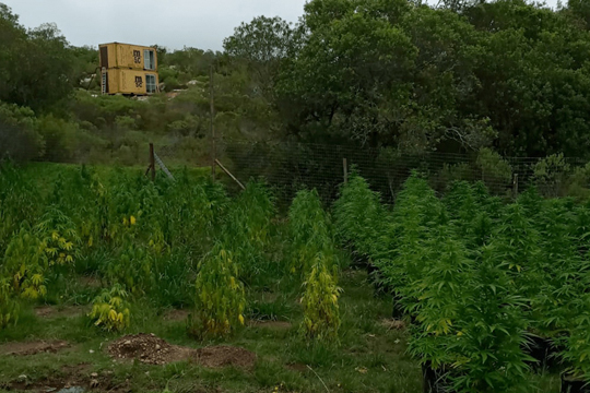 Detuvieron en un pub de Punta del Este al cuidador de la plantación de marihuana desbaratada en Aiguá
