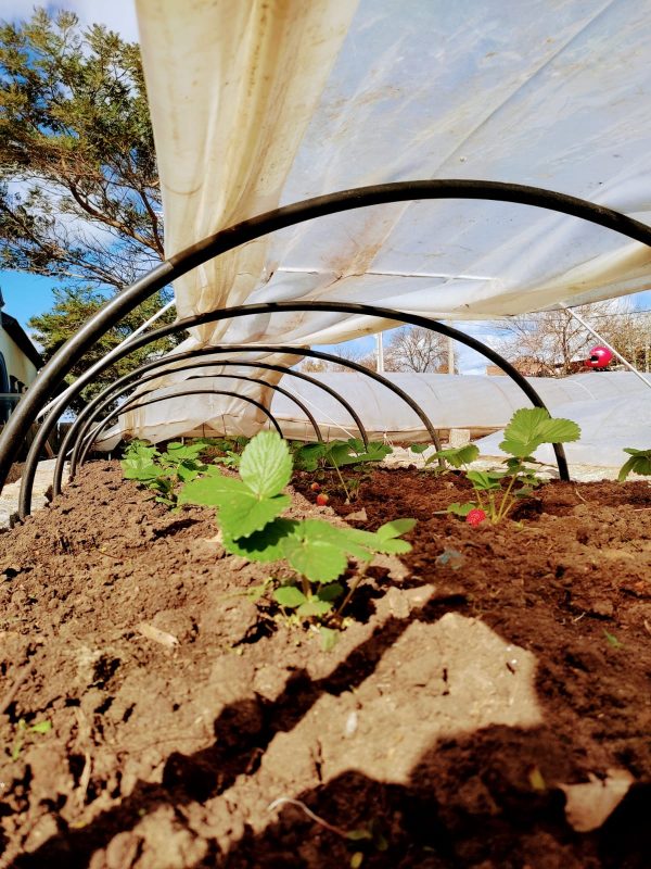 Primera dama participa en la inauguración de la huerta del Municipio de Maldonado