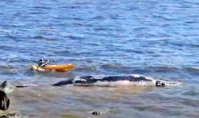 VIDEO: una ballena franca apareció muerta en Piriápolis