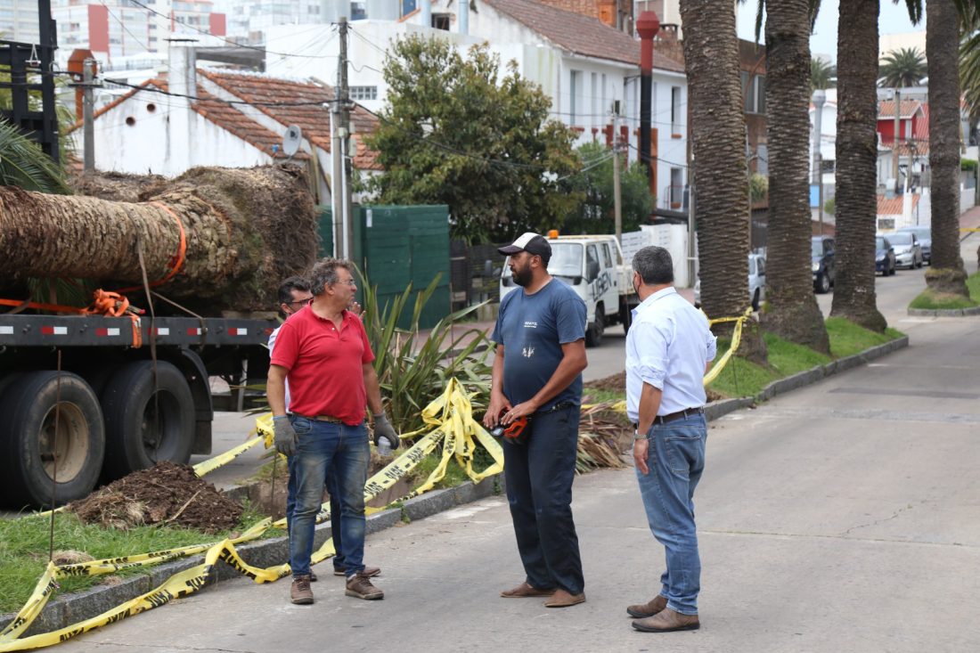 Punta del Este inició un proceso de recuperación de Palmeras en calle 11