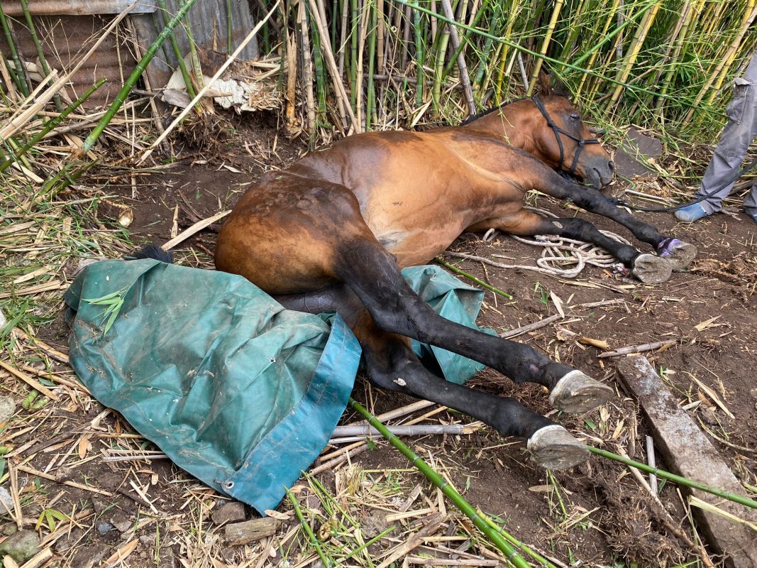VIDEO: esfuerzo entre varias personas permitió liberar un caballo en San Carlos