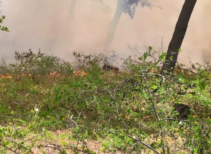 Ahora: bomberos intentan controlar un incendio de monte