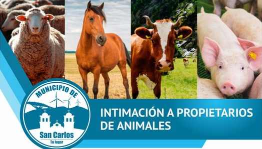 Municipio de San Carlos intimó a propietarios de animales que están en la Alameda