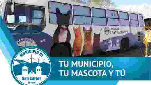 Castraciones caninas en San Carlos