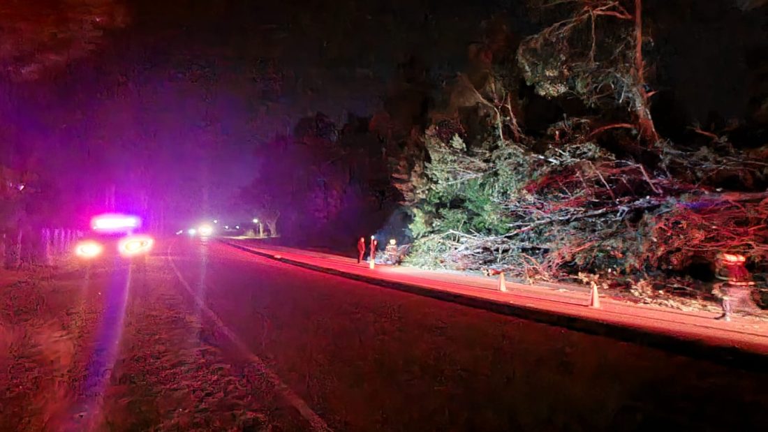 Un árbol cayó y un motociclista fue golpeado por algunas ramas