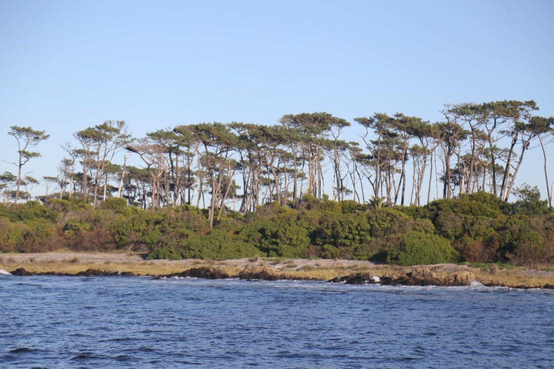 Plantarán 1400 pinos y mejorarán el parador de la Isla Gorriti