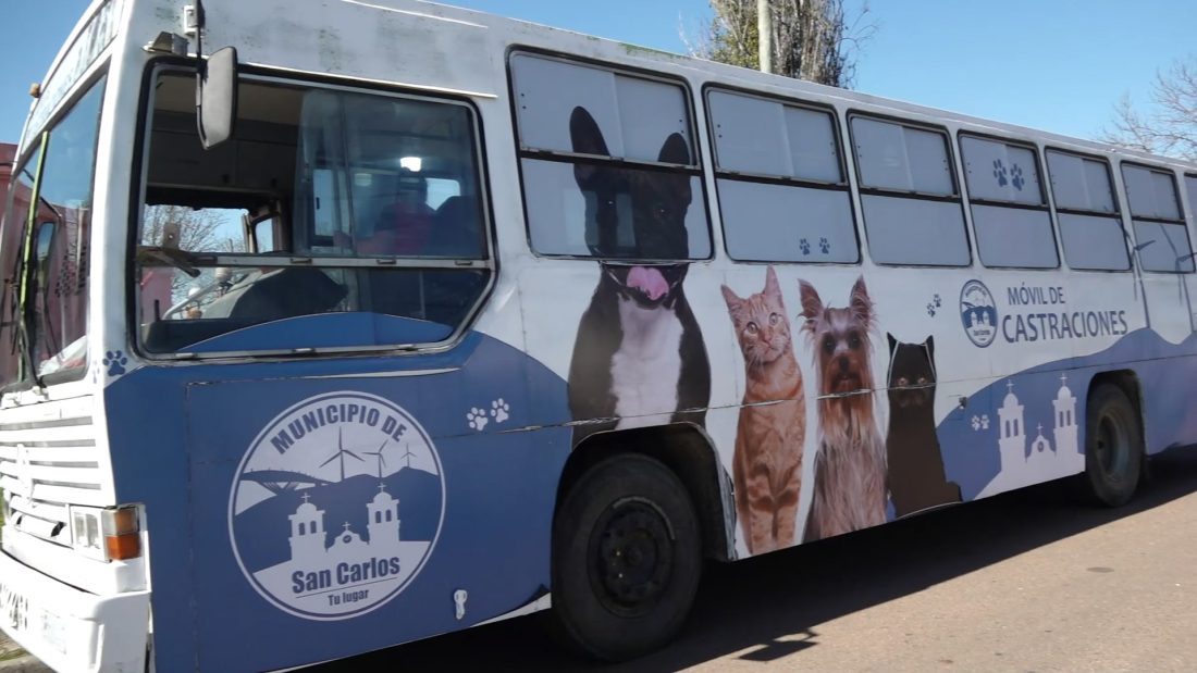 Destacan castraciones caninas en San Carlos￼