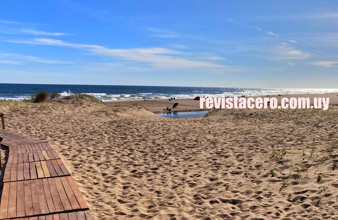 Un hombre intentó ayudar a una ballena encallada y terminó semi ahogado