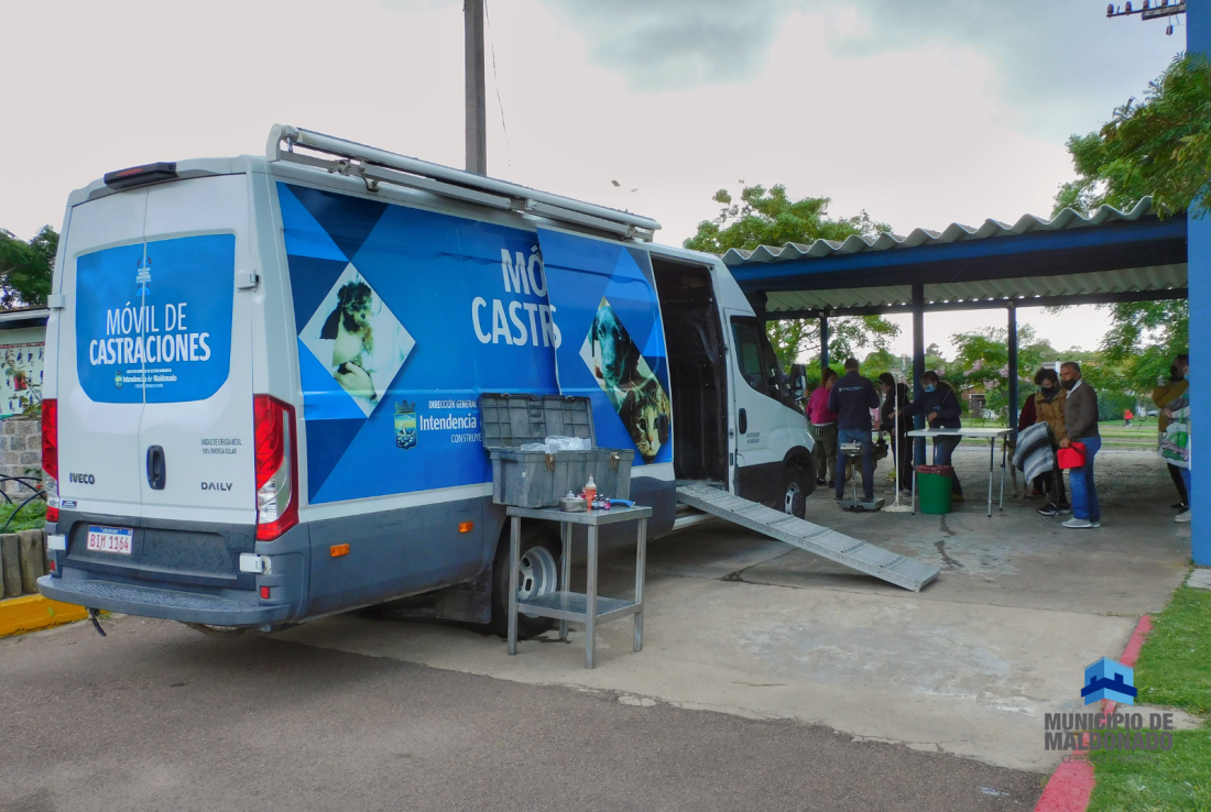 236 castraciones en un mes se realizaron en el Municipio de Maldonado