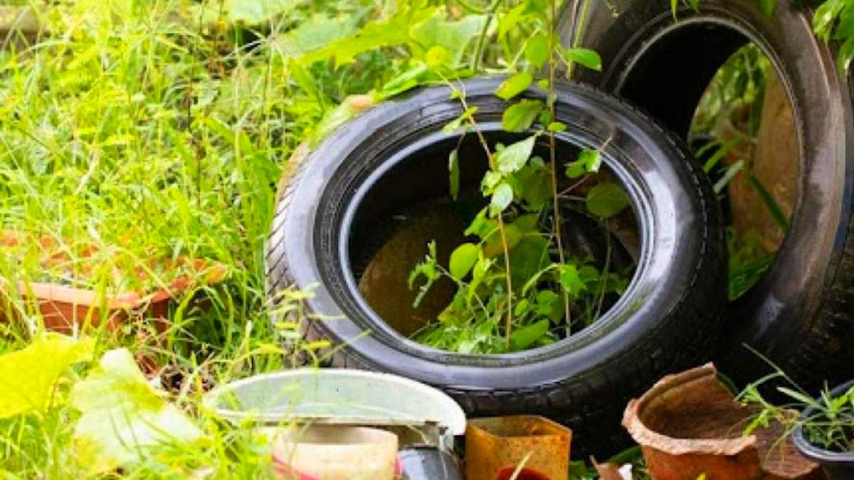 Procuran eliminar criaderos del mosquito Aedes aegypti en Maldonado y Punta del Este