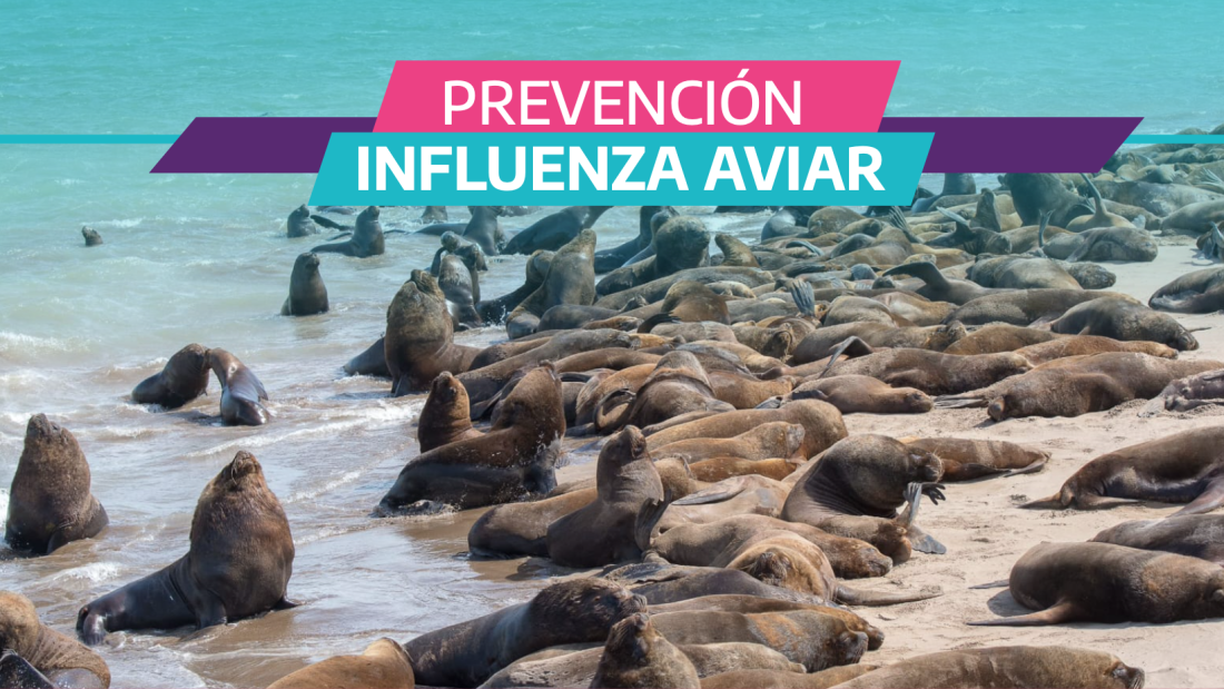 Alerta por influenza en lobos