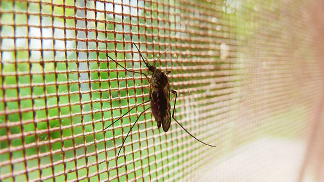 Estas son las medidas a tomar por la invasión de mosquitos en Maldonado