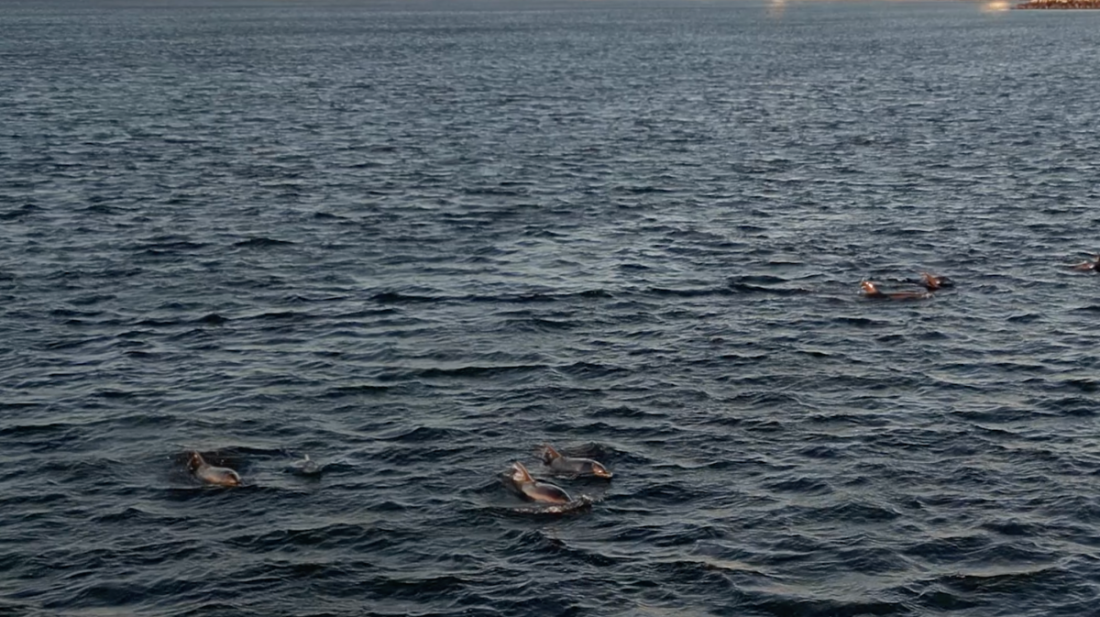 VIDEO: avistamiento de delfines en Punta del Este