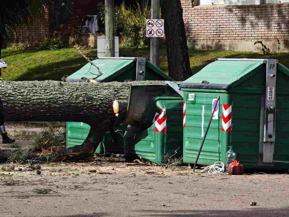 Milagrosamente nadie salió lesionado cuando cayó un árbol en zona de Arcobaleno