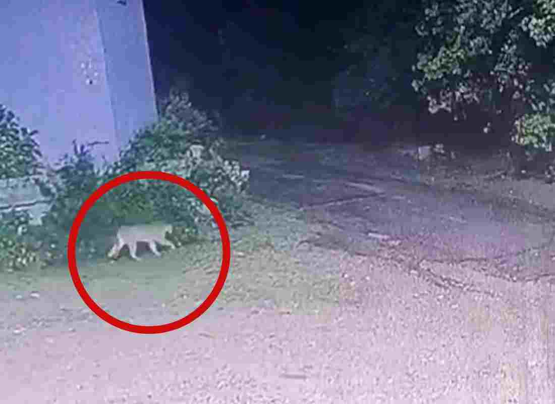 Se escapó un puma de la Estación de Cría de Fauna en Piriápolis