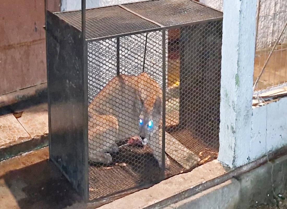 Finalmente fue recapturado el puma que se había escapado de Piriápolis
