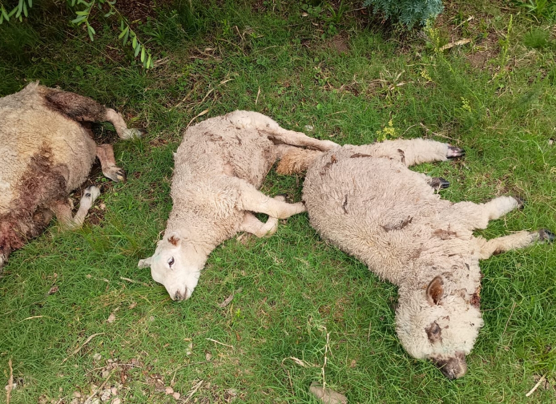 Indignación por perros que matan ovejas en Las Cañas