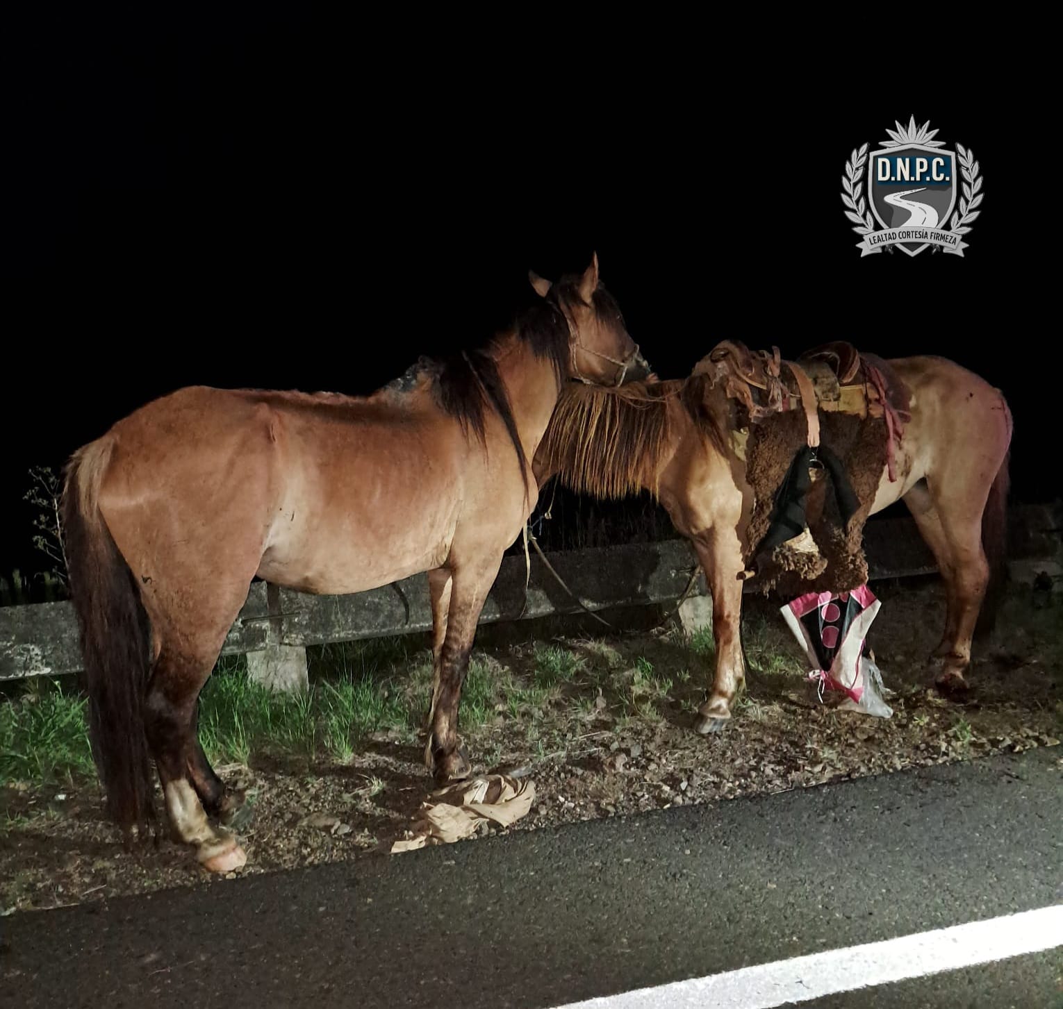 Siniestro fatal en Ruta 3: falleció un jinete tras ser embestido por un camión