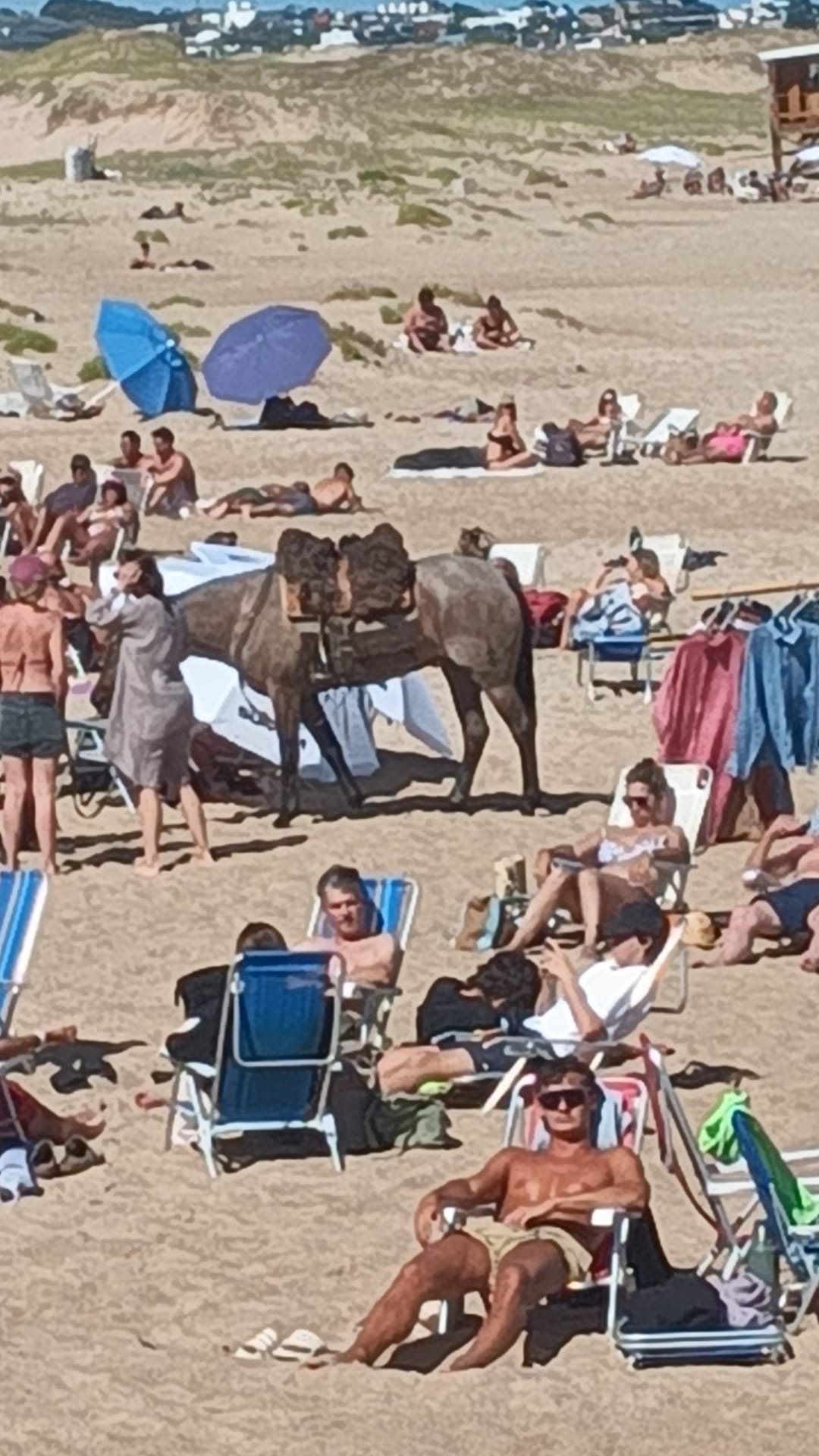 Fue a la playa Brava a caballo