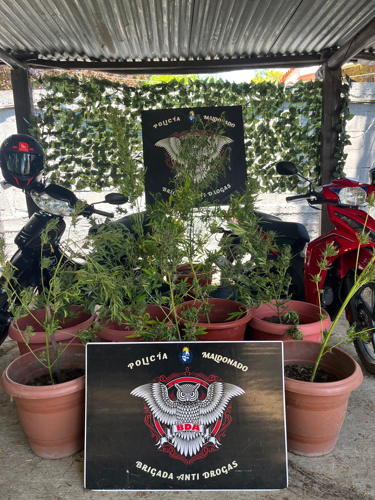 Detienen a un hombre en Piriápolis por drogas tras operativo antidrogas en Punta Colorada