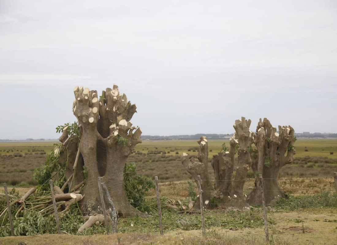 La Intendencia investiga tala en el Ecoparque del Arroyo Maldonado