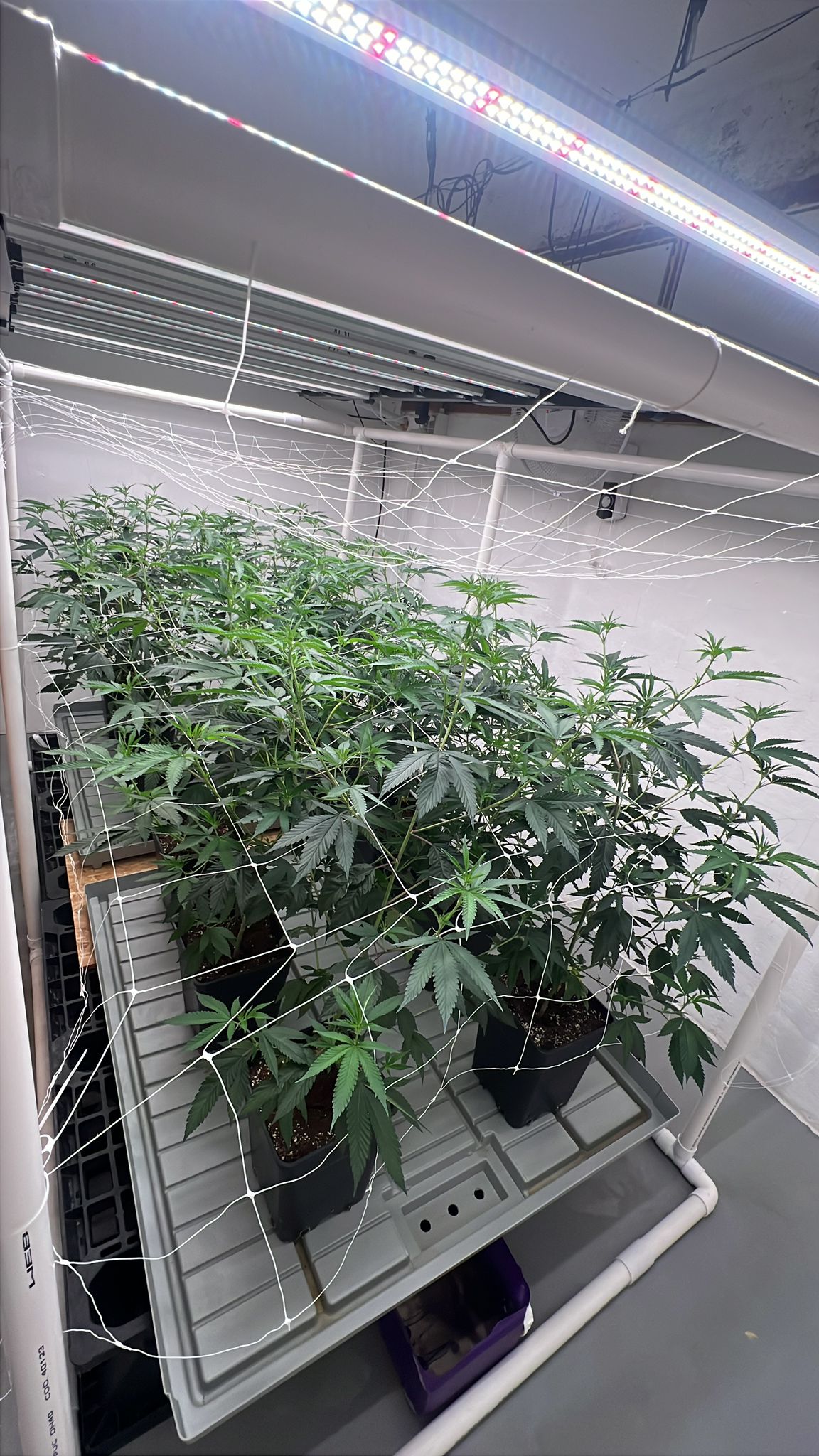 Persecución, choque y drogas incautadas tras operativo en Punta del Este