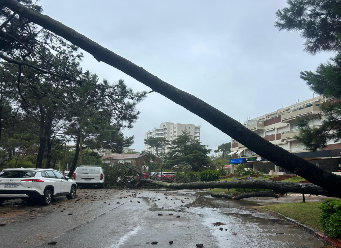 Temporal dejó cientos de hogares sin luz y árboles caídos en Maldonado y Punta del Este