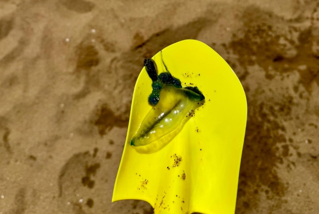 Intendencia de Maldonado exhortó a la población a bañarse con precaución ante la aparición de fragata portuguesa en Playa Mansa