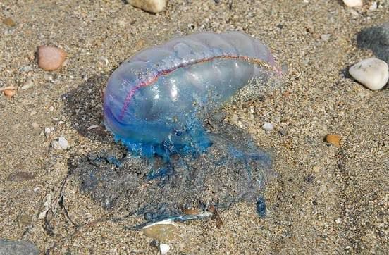 Alertan por Fragata Portuguesa en Piriápolis y Playa Mansa