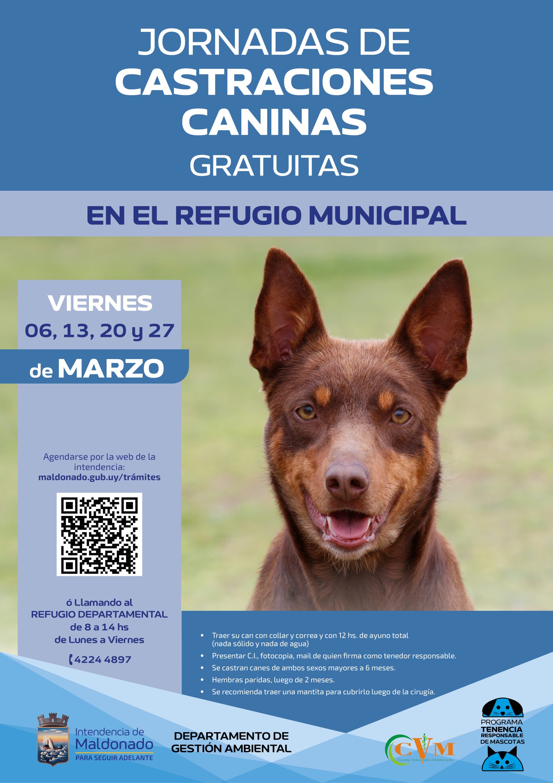 Castraciones gratuitas en el Refugio Departamental durante marzo