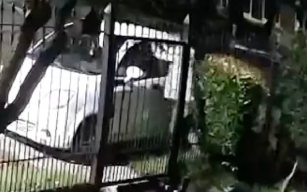 Así es como roban en el interior de vehículos del Barrio Biarritz